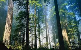 World Expo 2025, RI Tawarkan Kredit Karbon Berbasis Hutan TropisĀ