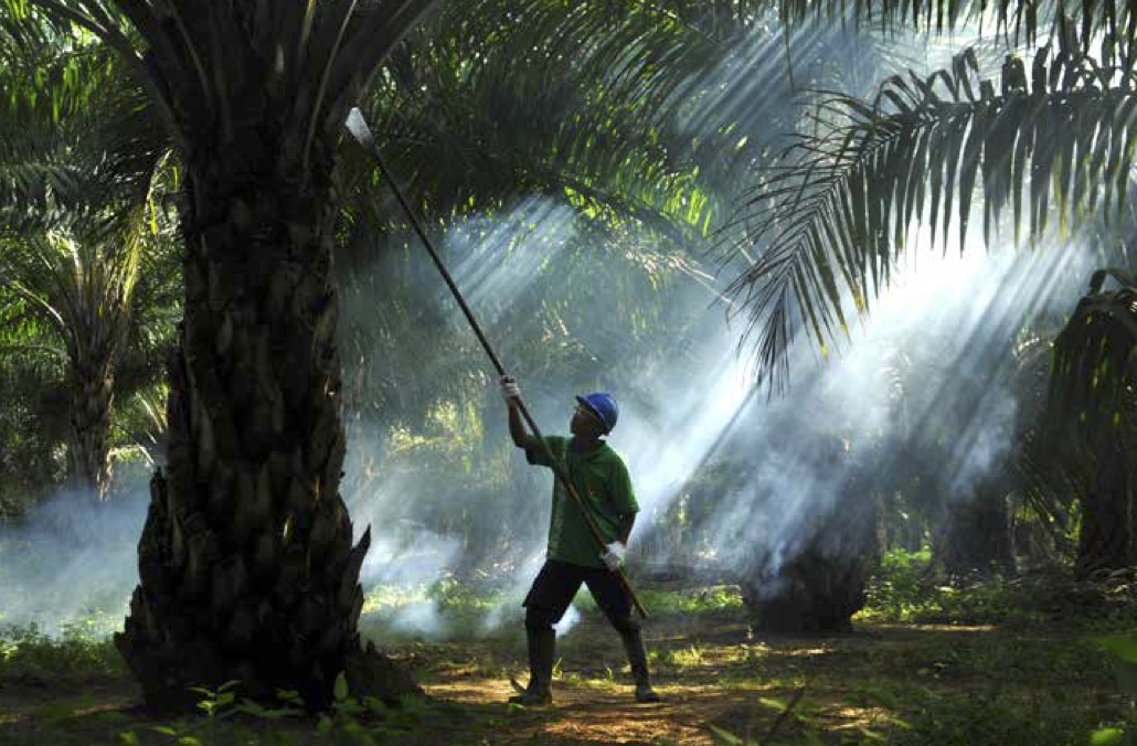 Surplus 187 Persen, SGRO Kuartal I-2025 Meraih Laba Rp287,54 Miliar