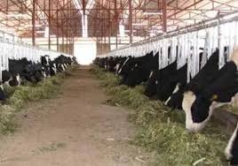 Ilustrasi peternakan sapi di Indonesia. Dok. Kementerian Pertanian. Perkuat Ketahanan Pangan, Tak ada Lagi Batasan Kuota Impor Sapi