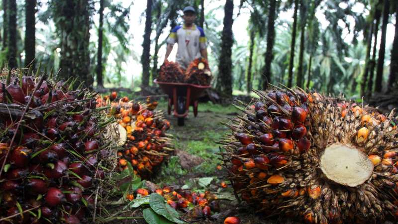 Tandai, Berikut Jadwal Dividen Lonsum (LSIP) Rp443,29 Miliar