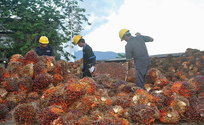 Awas Ketinggalan! Grup Salim (SIMP) Guyur Dividen Rp310,02 Miliar