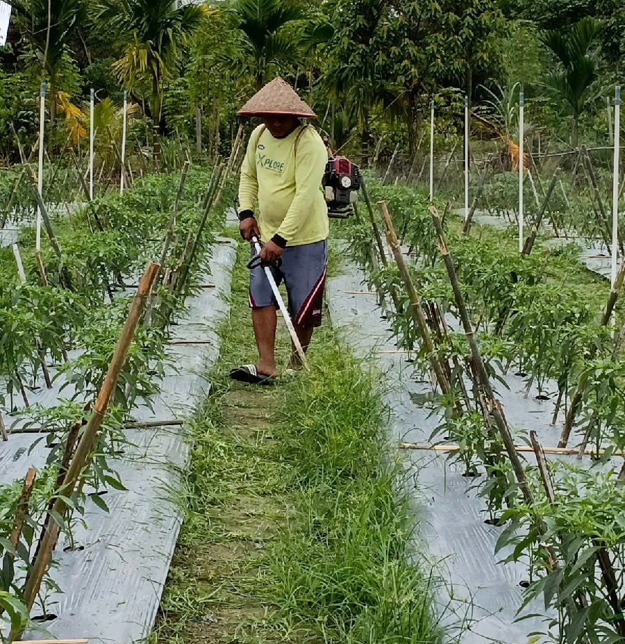 Dukung Ketahanan Pangan, BRI Salurkan Pembiayaan Koperasi MBG