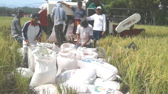 NFA: Swasembada Pangan Harus Berbanding Lurus Kesejahteraan Petani