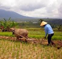 Ada Penipuan Pasokan Beras, Mentan Ungkap Potensi Kerugian Rp99T