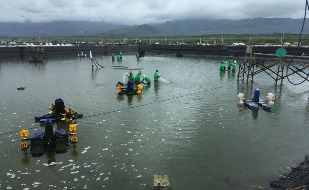 AMMS, emiten yang bergerak di bidang jasa sarana produksi dan jasa pasca panen budidaya ikan air payau. FOTO - ISTIMEWA Emiten Ini Disuspensi Gara-gara Tak Sampaikan Lapkeu 2024