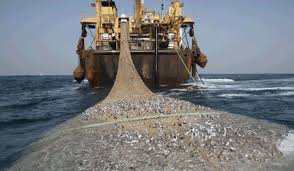 Marak Illegal Fishing, Minim Kontribusi Sektor Kelautan dan Perikanan