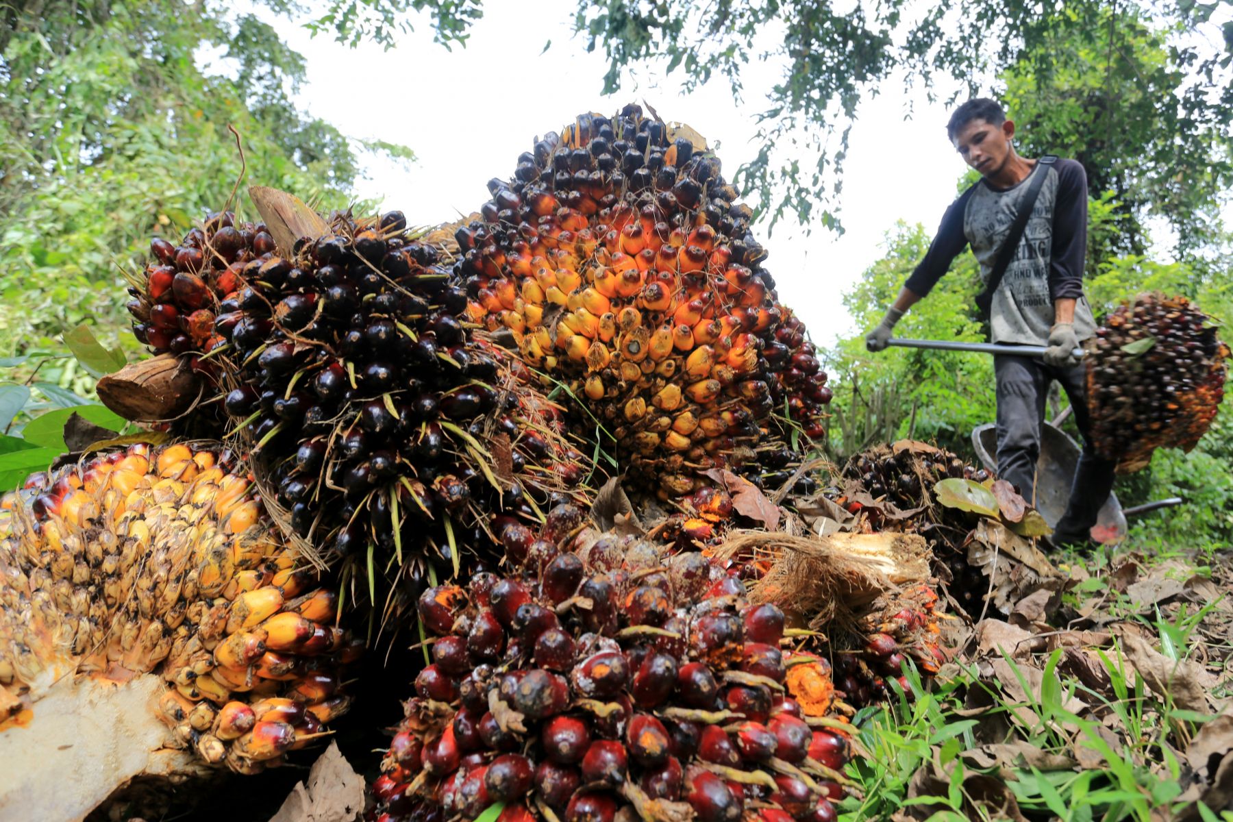 Volatilitas Harga Saham Emiten Sawit TP Rachmat Dipertanyakan BEI