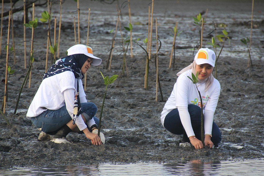 BNI Sulap Hutan Mangrove Jadi Motor Ekonomi Hijau