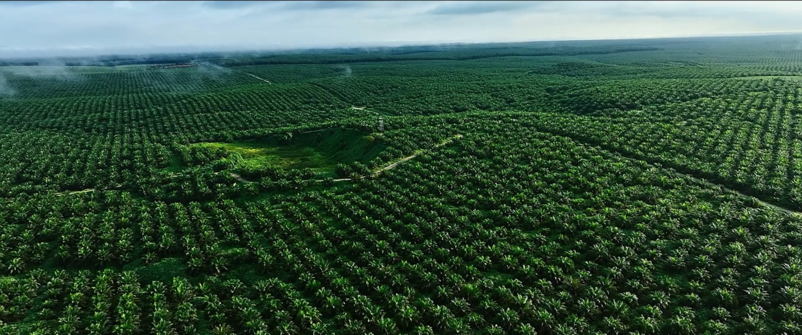 Surplus 40 Persen, AALI Semester I-2025 Tabulasi Laba Rp702 Miliar