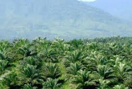 Mayoritas Kawasan Industri Predikat Merah PROPER, KLH Sebut ada Sanksi