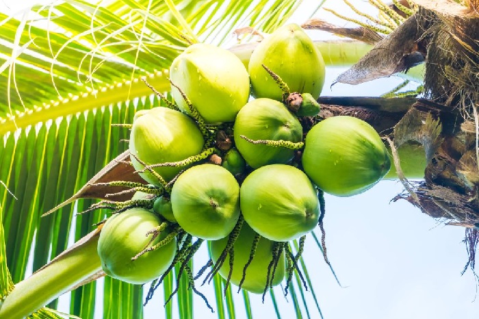 Dari Hilirisasi Kelapa, Indonesia Bisa Kantongi Rp1.200 Triliun