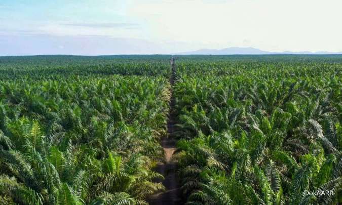 Ilustrasi: salah satu ladang sawit milik PGUN. Emiten Haji Isam (PGUN) Cetak laba Meroket 449 Persen di Kuartal III