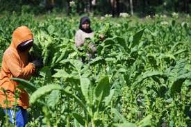 Kementerian Perindustrian mencatat realisasi investasi di industri agro mencapai Rp85,05 triliun pada semester I 2025, dari total realisasi investasi industri pengolahan nonmigas (IPNM) yang mencapai Rp366,6 triliun. Dok. Indonesia.go.id. Investasi Industri Agro Capai Rp85T, Serap Tenaga Kerja 9,8 Juta