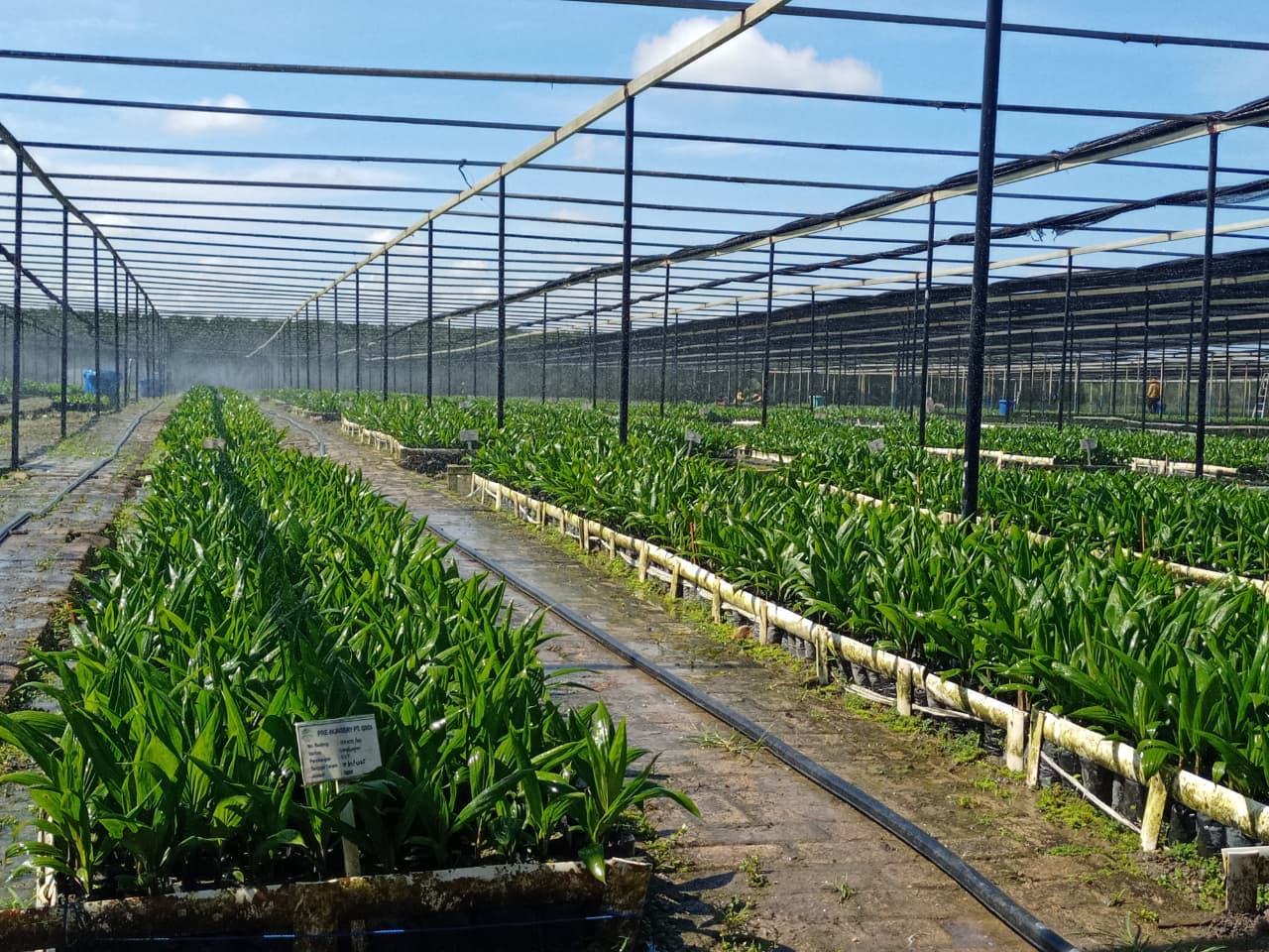 Direktur Astra Agro lestari (AALI) saat memberikan sambutan di area pembibitan variates pohon kelapa sawit. DOK/ISTIMEWA Ini 3 Strategi Astra Agro Perkuat Daya Saing Sawit Nasional