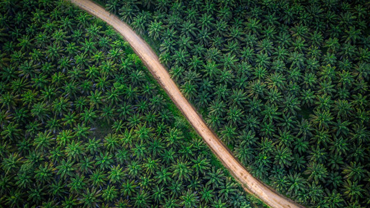 Jalan setapak membelah perkebunan sawit Sumatera. FOTO - ISTIMEWA Emiten TP Rachmat (TAPG) Salurkan Dividen Rp992,62 M, Intip Jadwalnya