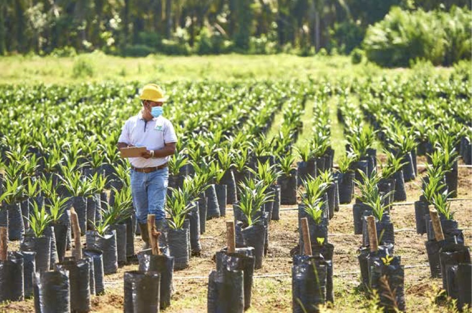 Petugas lapangan tengah mendata tunas kelapa sawit sebelum masuk masa cocok tanam. FOTO - ISTIMEWA Laba PALM Kuartal III 2025 Meroket 365 Persen