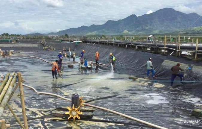 Gambar usaha kegiatan emiten tambak udang AMMS. AMMS Ungkap Fakta Baru di Balik Akuisisi Investor Virgin Islands
