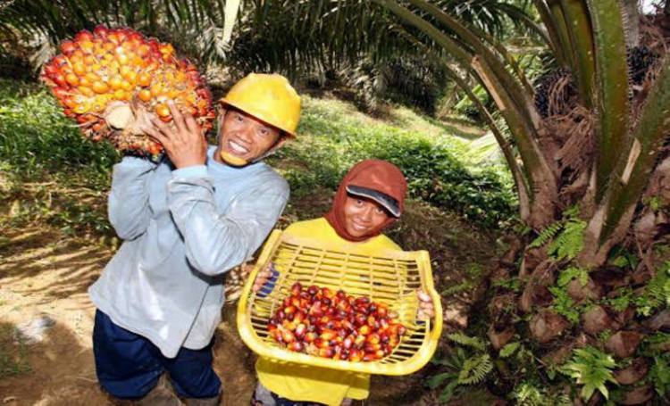 POPSI Khawatir Kenaikan Pungutan Ekspor Lemahkan Daya Saing Sawit RI