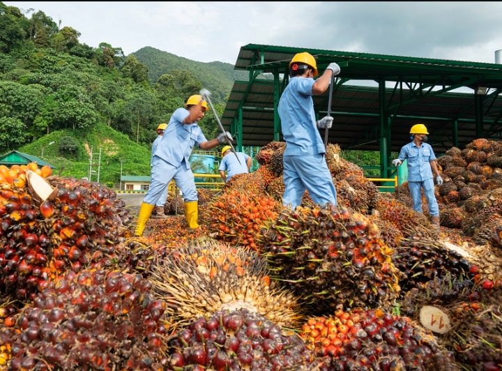 Austindo (ANJT) Setop Operasional Tiga Anak Usaha Sekaligus, Kenapa?