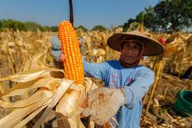 Lindungi Petani, Pemerintah Siap Salurkan SPHP Jagung 500 Ribu Ton
