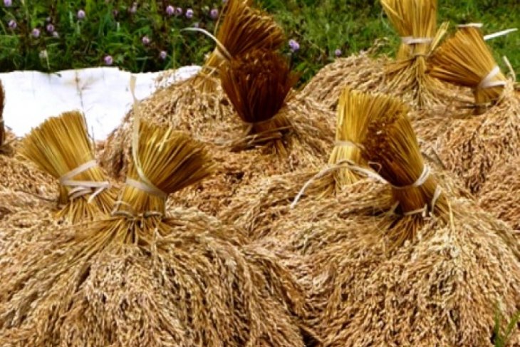 Pemerintah Targetkan Serap 4 Juta Ton Gabah Pada 2026