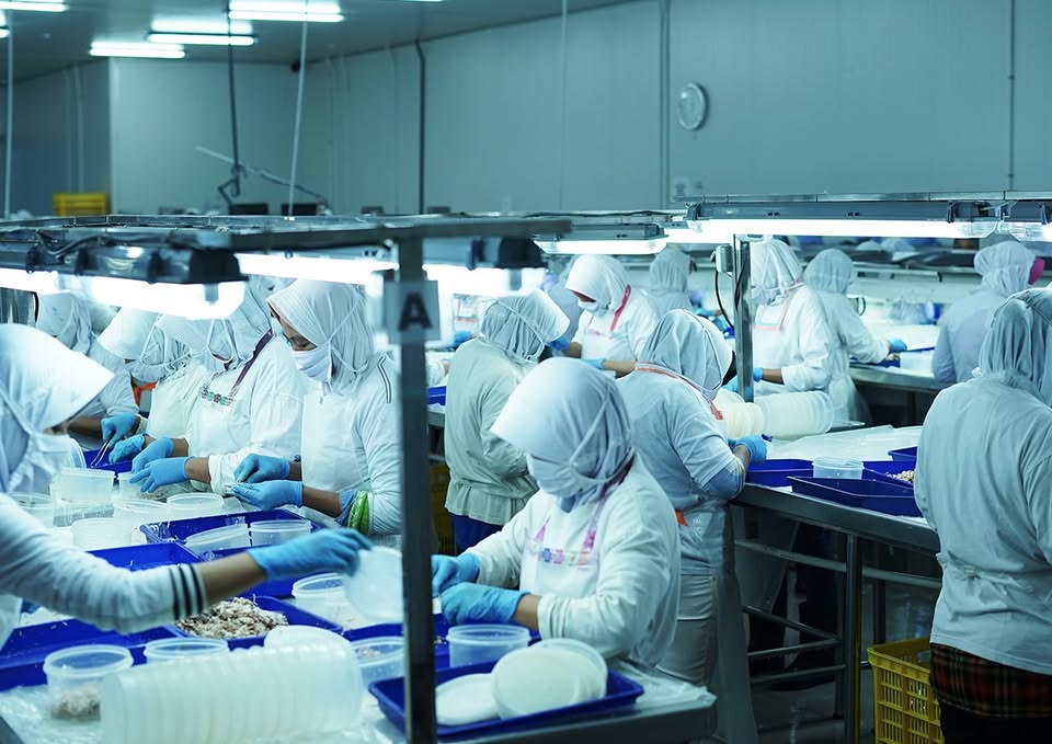 Saham Emiten Rajungan ENZO Terbang 100 Persen, Terkerek Isu Akuisisi?