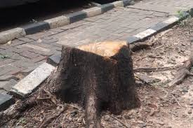 Dinas Pertamanan DKI Temukan Penebangan Pohon Secara Ilegal di Jaksel