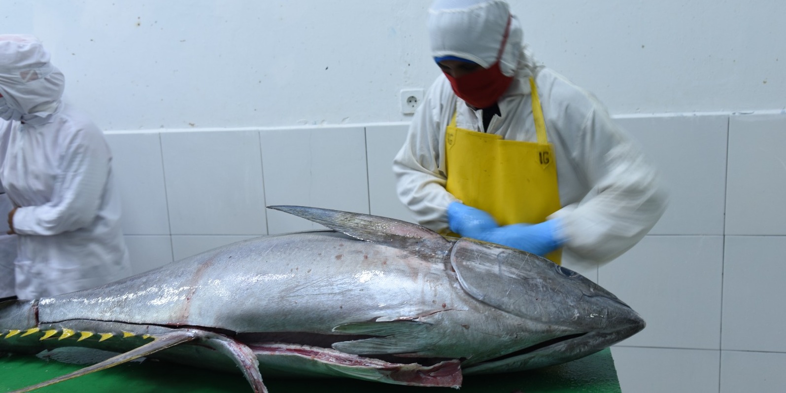 Ekspor Tuna hingga Tongkol ke Jepang Bisa Dapat Tarif 0 Persen