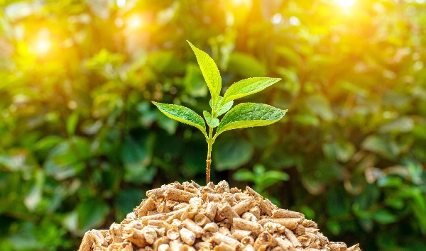 Masih Fase Pertumbuhan, Penerapan DMO Biomassa Dianggap Belum Mendesak