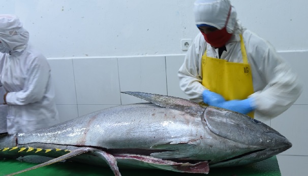 KKP Perjuangkan Tarif Nol Persen Ekspor Tuna-Cakalang ke Jepang
