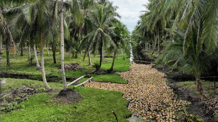 Geber Replanting, Mentan Siapkan Kebangkitan Komoditas Kelapa