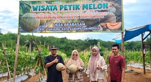 Produk Unggulan Warga Transmigrasi, Melon Mesuji Jajal Pasar Global