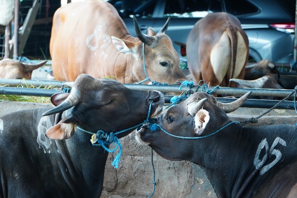 Satgas Saber Sidak RPH, Cegah Lonjakan Harga Daging Sapi