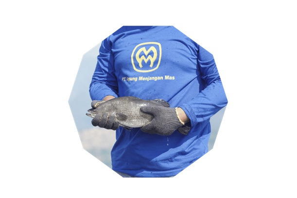 Tender Wajib AMMS Dibuka, Radiant Ruby Pasang Harga Rp156