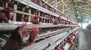 Perkuat Swasembada Protein Proyek Hilirisasi Ayam Terintegrasi Dimulai