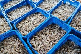 1.852 Kontainer Udang Indonesia Tembus Pasar AS, Capai Rp5,3 Triliun