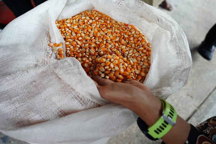 Produksi Jagung Pangan Untuk Industri Digenjot, Targetnya 18 Juta Ton
