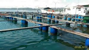 Janji KKP, Kemudahan Akses Pupuk Bersubsidi Bagi Pembudidaya Ikan