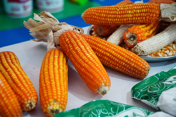 Jaga Harga Telur dan Ayam, SPHP Jagung Pakan Digelontor 3 Kali Lipat
