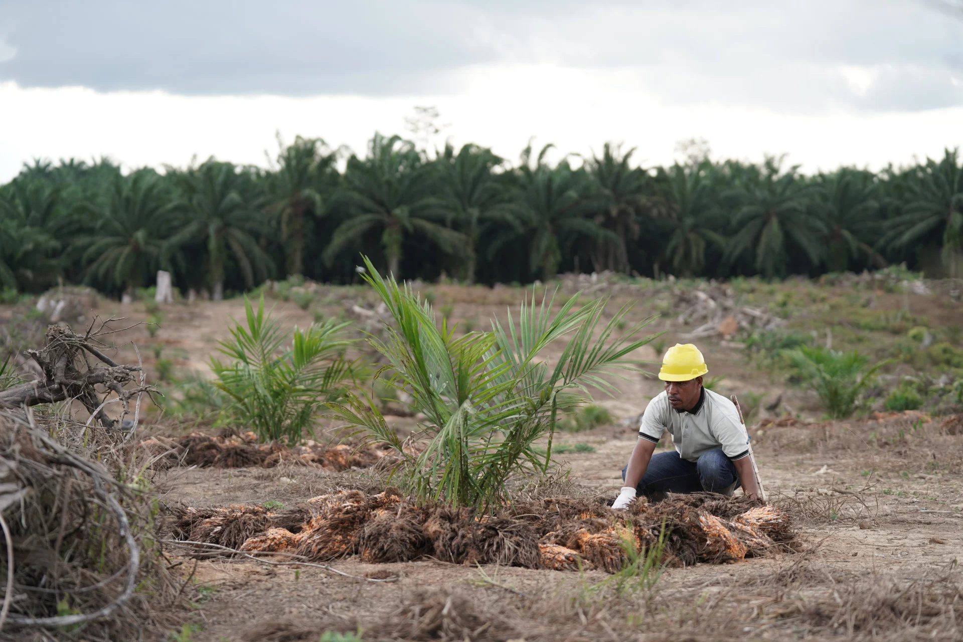 FY2025, BWPT Tuai Laba Dobel Digit di Tengah Kenaikan Beban Produksi