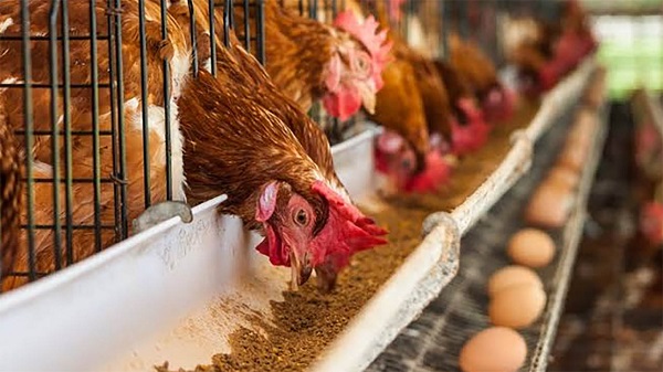 Saudi Larang Impor Unggas dan Telur Dari 40 Negara, Termasuk Indonesia