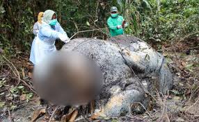 Kasus Pembunuhan Gajah Sumatera Polisi Tangkap 15 Pelaku, 3 Lagi Buron