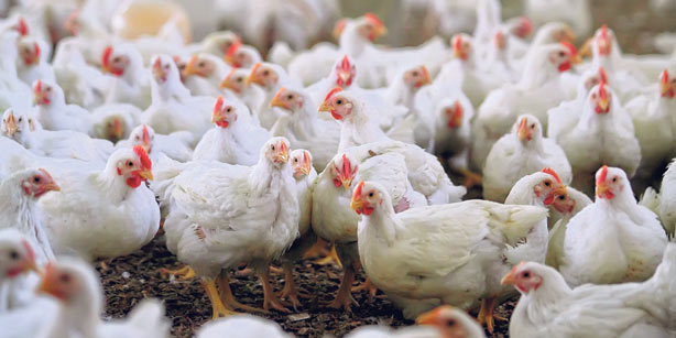 Perkuat Rantai Pasok, DEWI Akuisisi RPA Cikarang