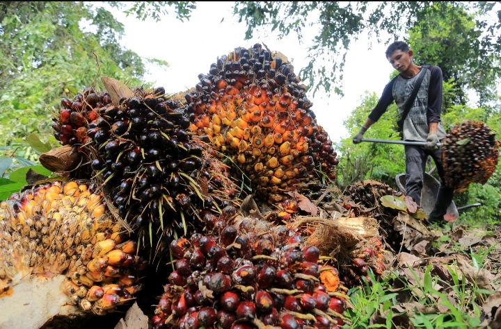 Emiten TP Rachmat (TAPG) Dapat THR Dividen Rp450M dari USTP