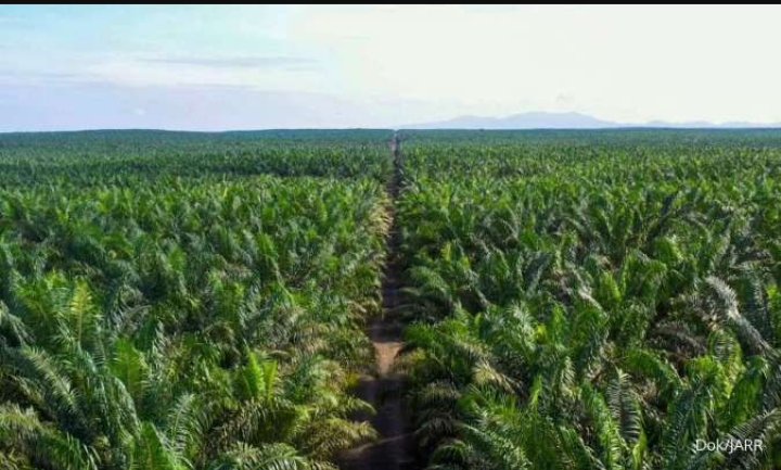 Emiten Sawit Haji Isam (PGUN) Panen Laba 2025 Melonjak 101 Persen