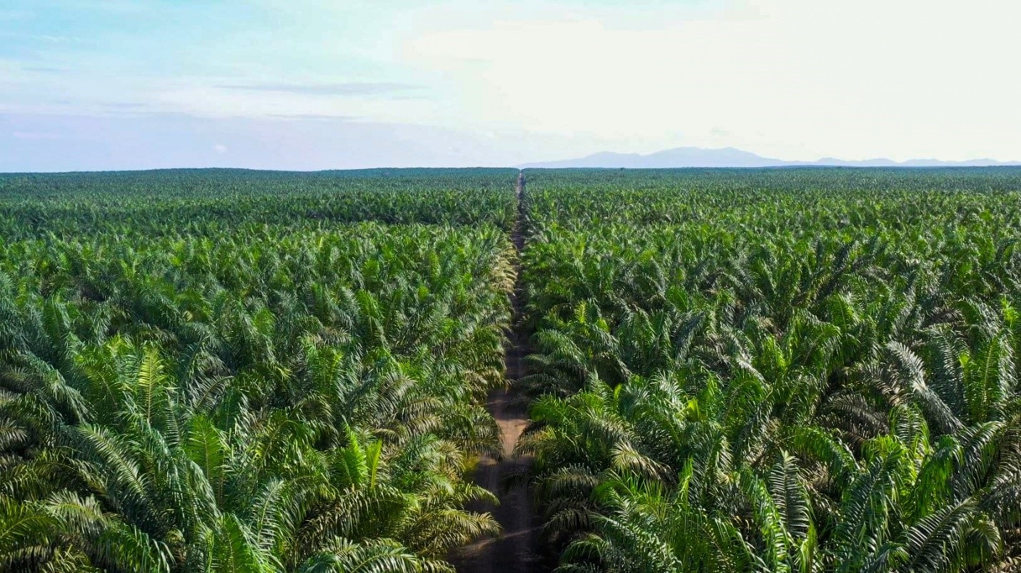 Naik 11 Persen, Emiten Haji Isam (JARR) Raup Penjualan Rp4,27 Triliun