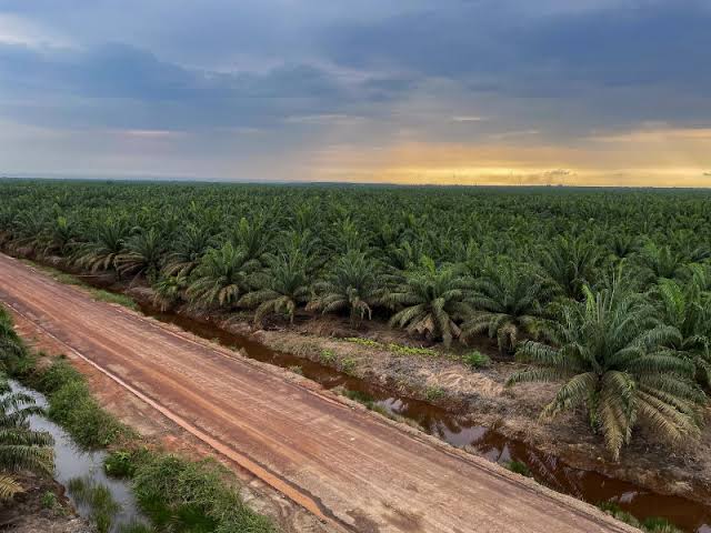 Cisadane (CSRA) Catat Lompatan Penjualan, Laba Ikut Terkerek 25 Persen