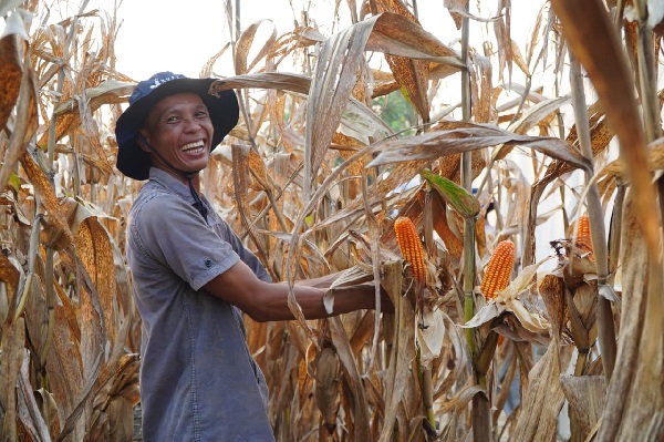 Pemerintah Targetkan Pengadaan 1 Juta Ton Jagung Pada 2026