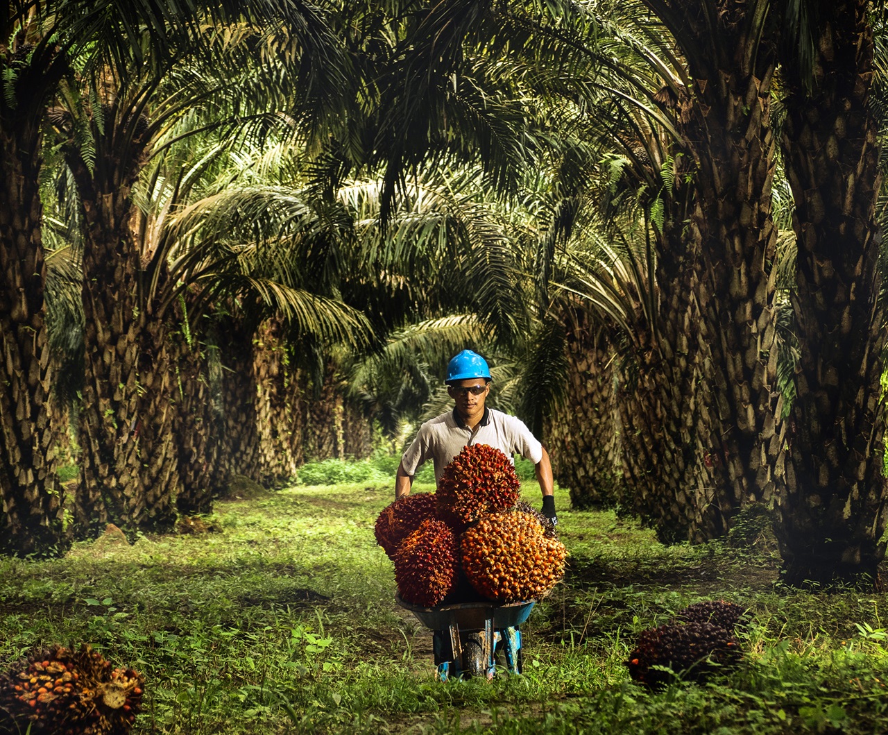 Sinyal Positif untuk Investor SGRO, Pefindo Pertahankan Peringkat idA