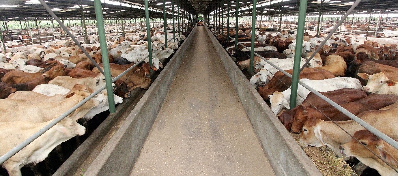 Didekati Tyson Foods, WMPP Siapkan Aksi Korporasi Besar